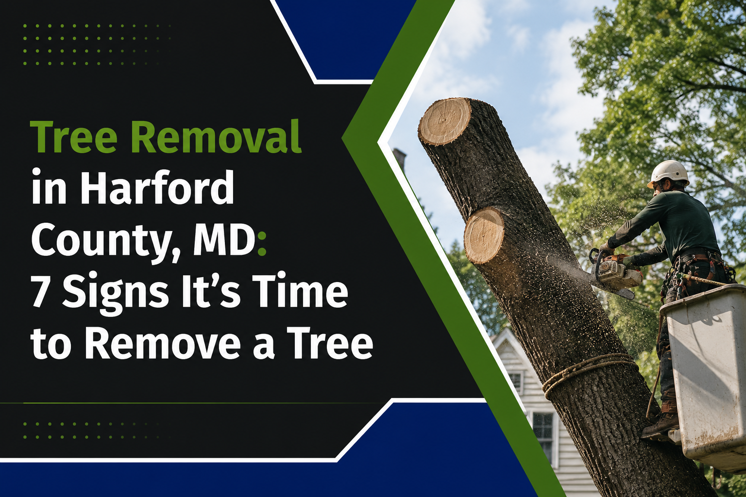Tree Removal in Harford County, MD: 7 Signs It’s Time to Remove a Tree