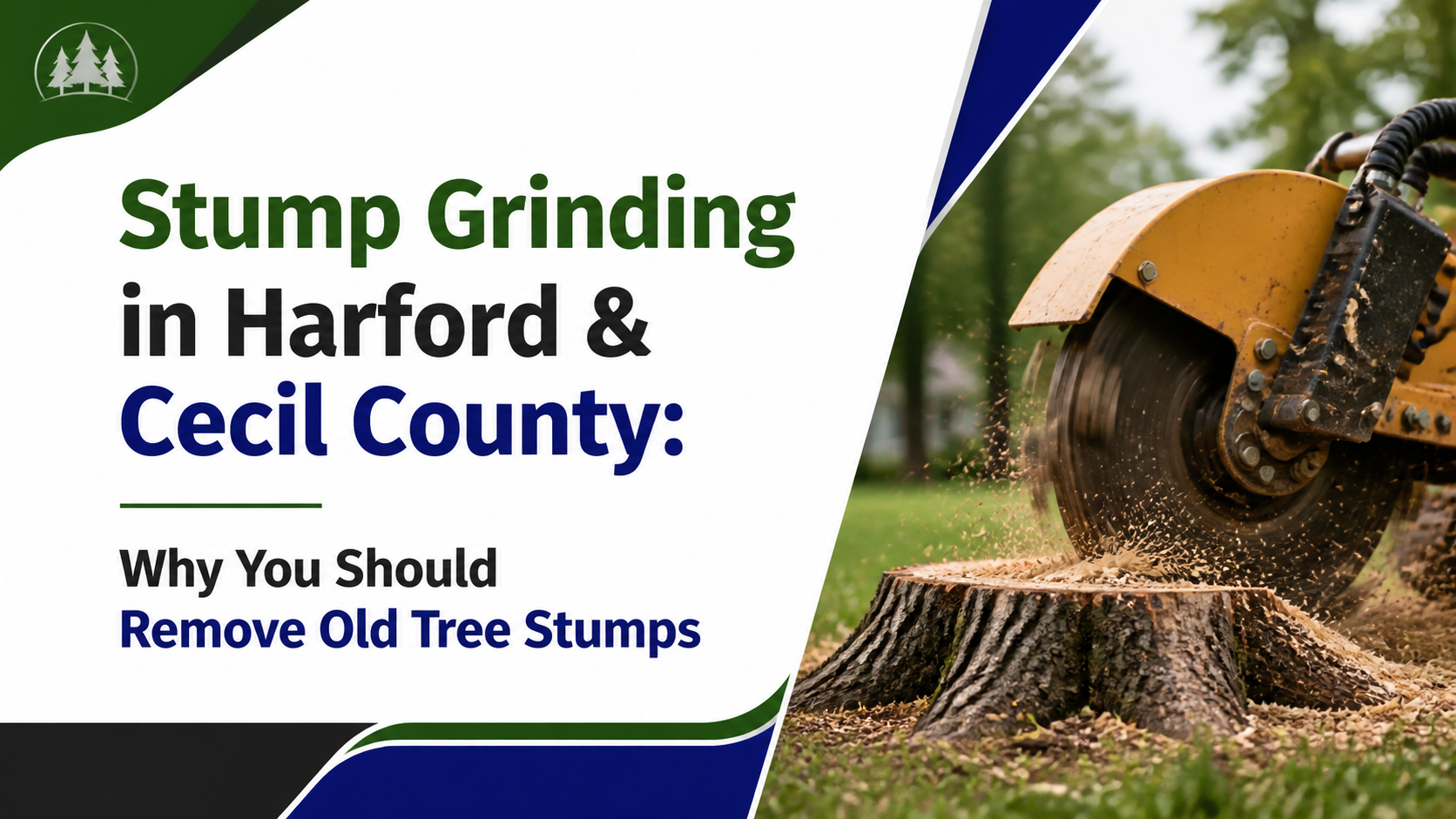 Stump Grinding in Harford & Cecil County: Why You Should Remove Old Tree Stumps